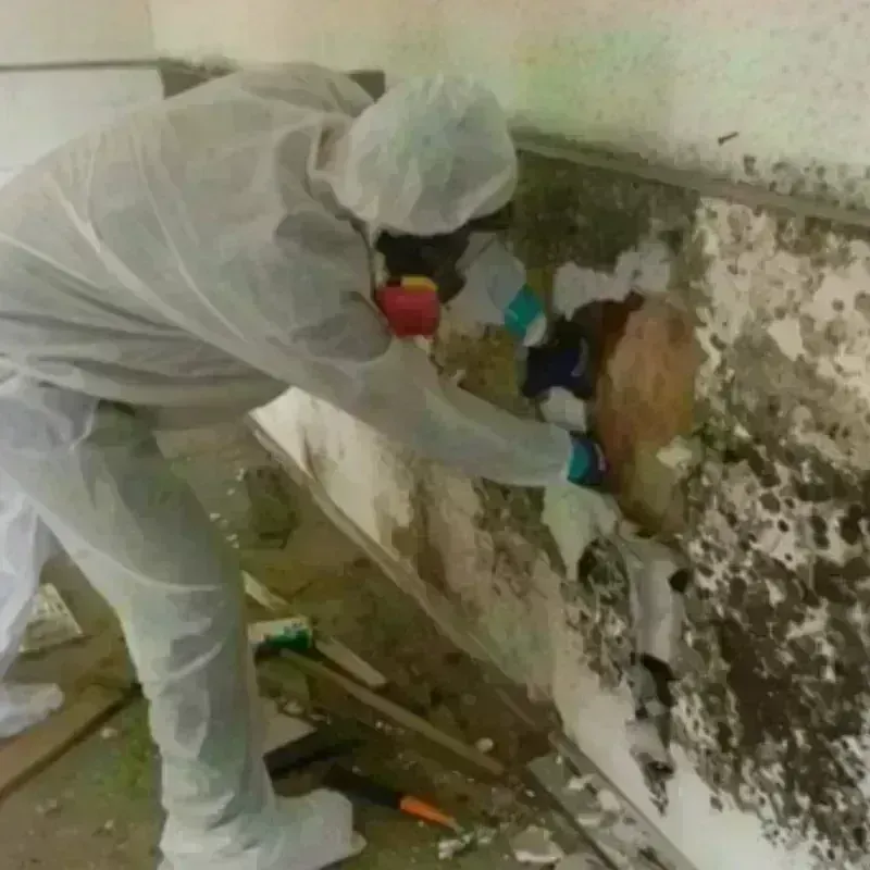 Mold Remediation and Removal in Edison, NJ